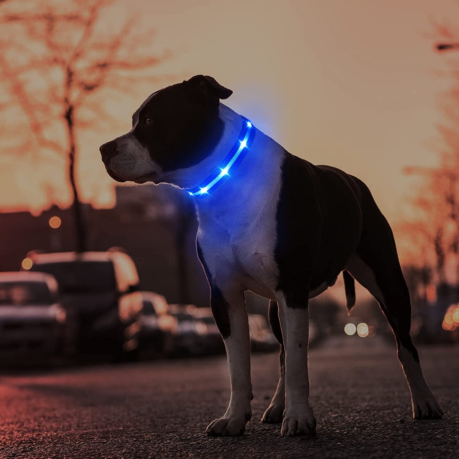 Led Dog Collar - Rechargeable, Water-Resistant, Flashing, Glowing Night Walking Collar